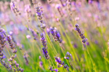Lavender field