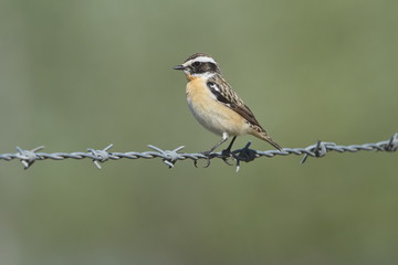Braunkehlchen