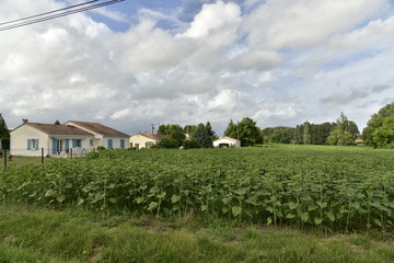Fototapeta na wymiar Champs de tournesols pas encore en fleur à côté d'un lotissement à bungalows près du village de Champagne, au Périgord Vert