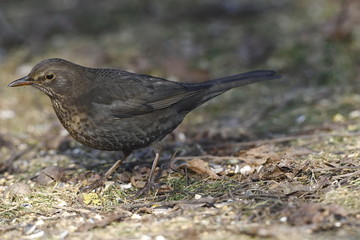 Amsel Weibchen