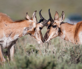 Pronghorn