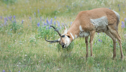 Pronghorn