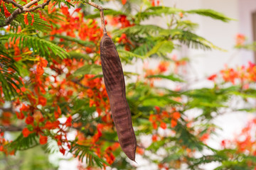 Indian red acacia, Puttaparthi, Andhra Pradesh, India. Ñlose-up.
