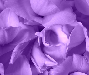  beautiful tender romantic floral pastel composition:Lilac petals and buds of gladiolus close up isolated.  Texture, background .Congratulations, greeting card, Valentine's Day, Mother's Day