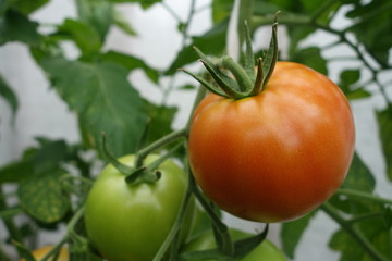 Tomato on a branch