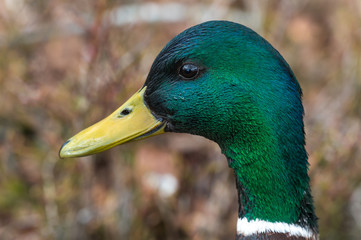 Portrait of a male wild duck