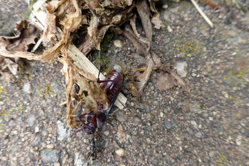 Aschgraue Sklavenameise