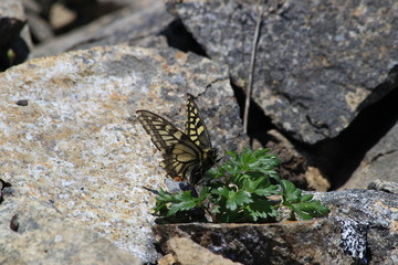 butterfly