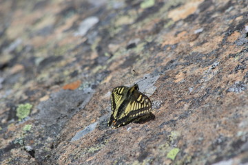 butterfly