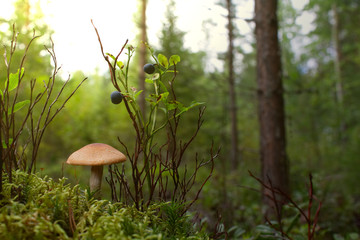 Mushroom blueberry autumn forest