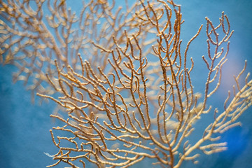 Ocean coral reef plan close-up detail, yellow