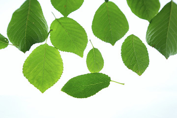 green leaves on white background. 