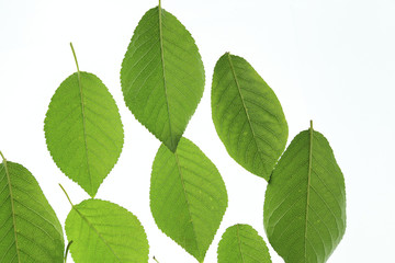 Fototapeta na wymiar green leaves on white background.