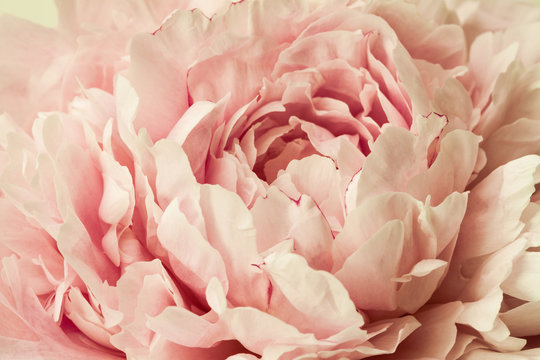 Fototapeta Macro background of peony flower.