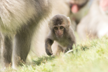 snow monkey