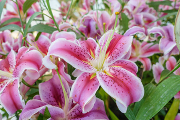 Pink lily in garden