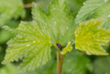 Fly on a Stem, close-up