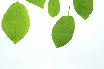 Naklejka na ściany i meble green leaves on white background. 