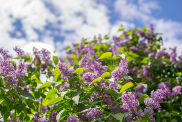 Blooming Lilacs in the garden. Blue sky and white clouds.