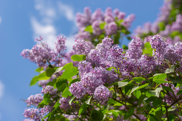 Obraz premium Blooming Lilacs in the garden. Blue sky and white clouds.