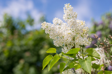 Serviceberry tree blossom at Summer