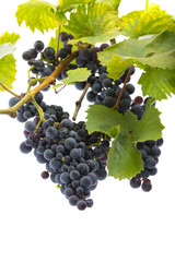 red grapes on a branch with leaves isolated on a white background