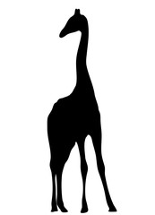 View on the silhouette of a giraffe - digitally hand drawn vector illustraion