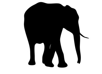 Fototapeta premium View on the silhouette of an african elephant - digitally hand drawn vector illustration