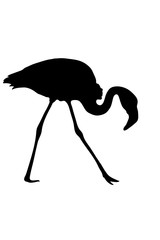 View on the silhouette of a flamingo - digitally hand drawn vector illustraion