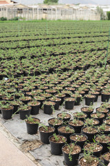 Thyme in pots
