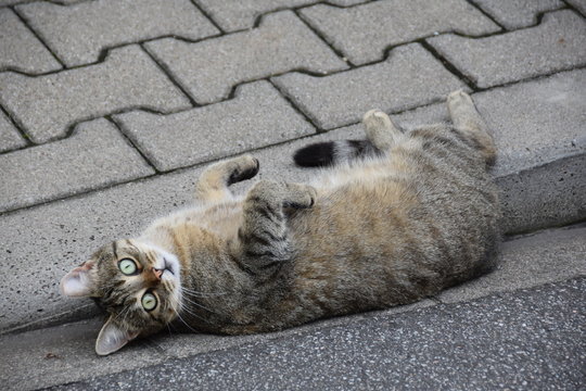 Katze beim Faulenzen erwischt