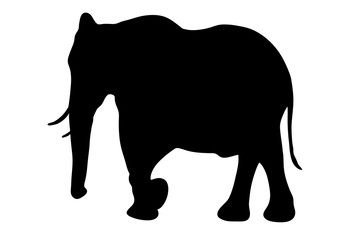 View on the silhouette of an african elephant - digitally hand drawn vector illustration