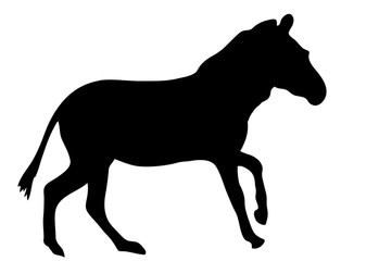 View on the silhouette of a moving zebra - digitally hand drawn vector illustraion