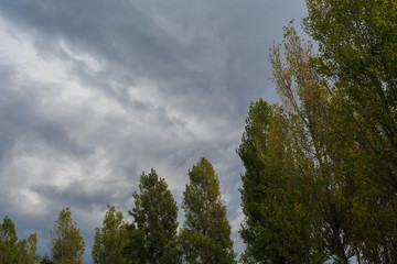 Obraz premium Rainy clouds gray color over the forest background