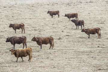 Cows on dairy farm