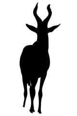 View on the silhouette of a red hartebeest - digitally hand drawn vector illustraion
