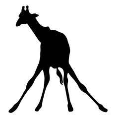 View on the silhouette of a giraffe - digitally hand drawn vector illustraion