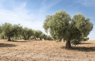 Olive farm