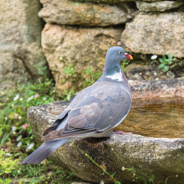 Wood pigeon, turtledove drinking
