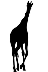 View on the silhouette of a giraffe - digitally hand drawn vector illustraion