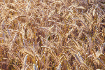 Spelt (Triticum spelta). Cereal.