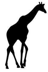 View on the silhouette of a giraffe - digitally hand drawn vector illustraion