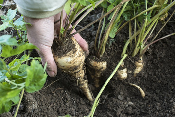 Parsnips in the garden. Woman pulls out parsnips
