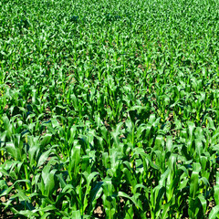 Obraz premium Pole kukurydzy