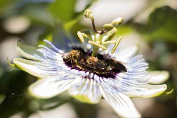 Close-up: work of bees in a team. Three bees collect pollen on one beautiful flower at the same time. It happens on a bright sunny day. Concept: teamwork.