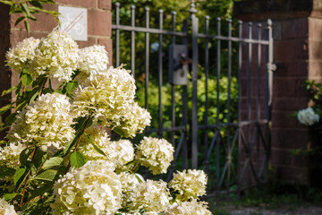 Fototapeta na wymiar Flowering white hydrangeas in front of a garden gate