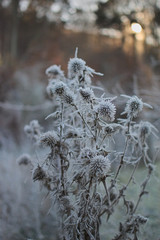 rime on thistle in a forest