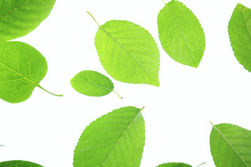 green leaves on white background.