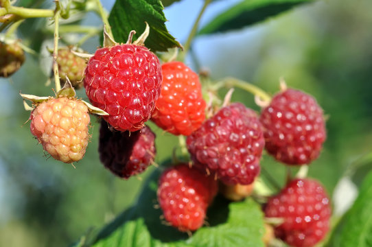 close-up of ripening raspberry in the garden ,selective focus