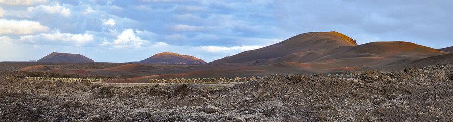 view of Timanfaya national park with volcanoes and camels